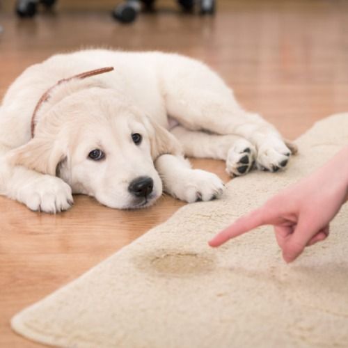 Top Odor Control Burke Va
