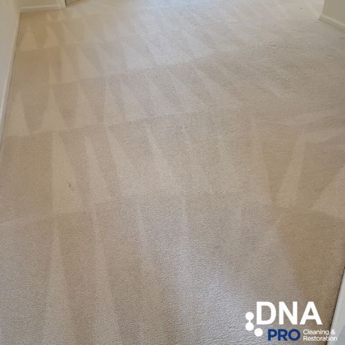 carpet cleaning alexandria va result 4