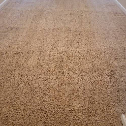 carpet cleaning alexandria va results 8 1